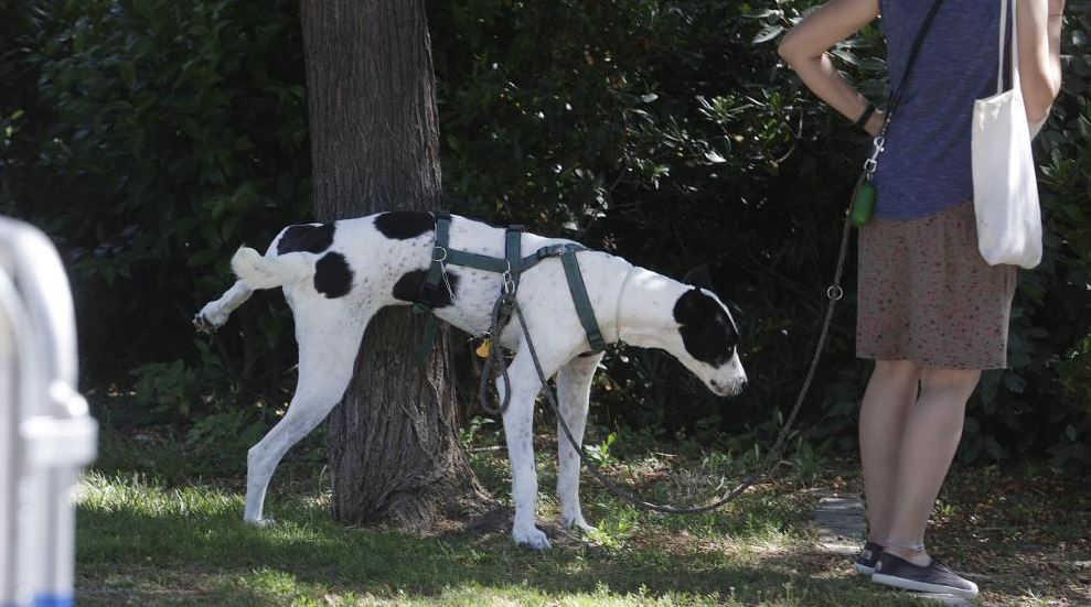 Perro