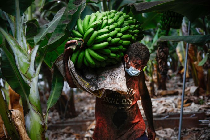 Declaran emergencia fitosanitaria por hongos en cosechas de plátano y cambur