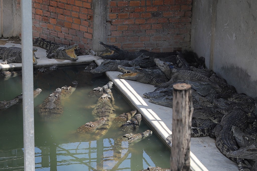 Un hombre camboyano murió despedazado por 40 cocodrilos