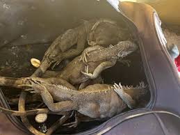 RESCATADAS 40 iguanas en gestación que iban a ser vendidas