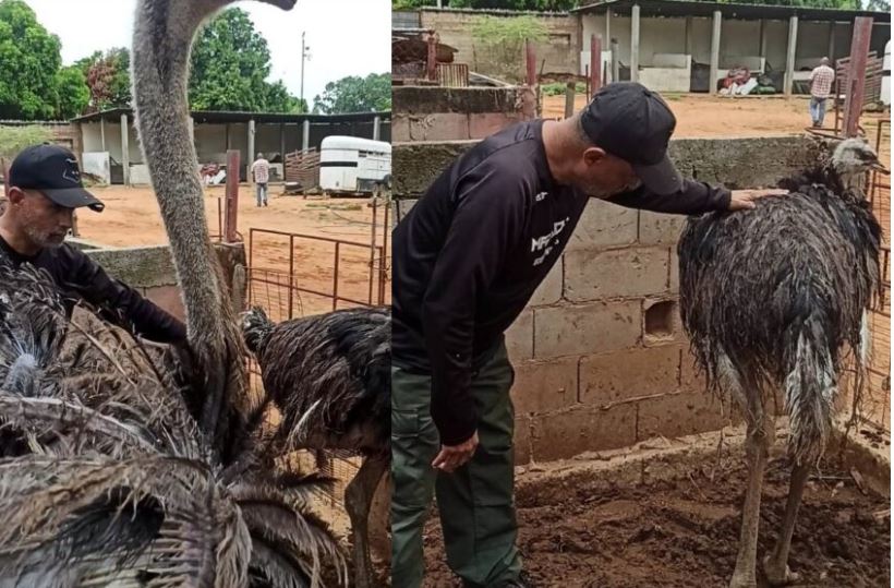 Se llaman Rafa y Luna los avestruces que corrieron por el Puente: "Están bien, solo sufrieron raspones"