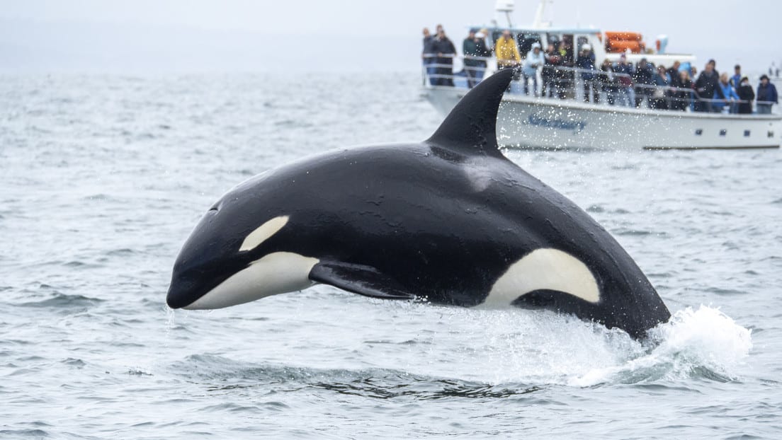 Orca