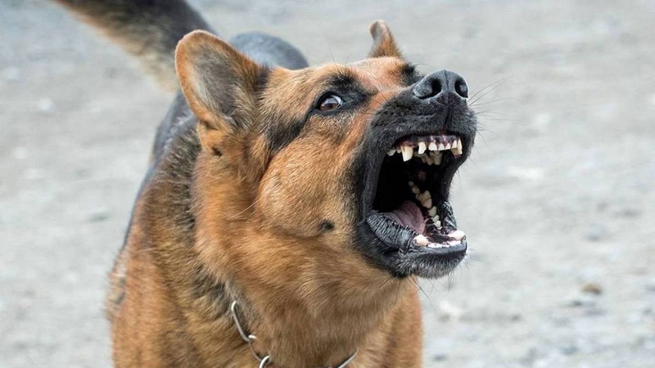 Abuela de 90 años perdió el brazo izquierdo tras ataque de un perro mientras dormía en Anzoátegui