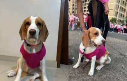 Ofrecen recompensa para encontrar a la perrita 