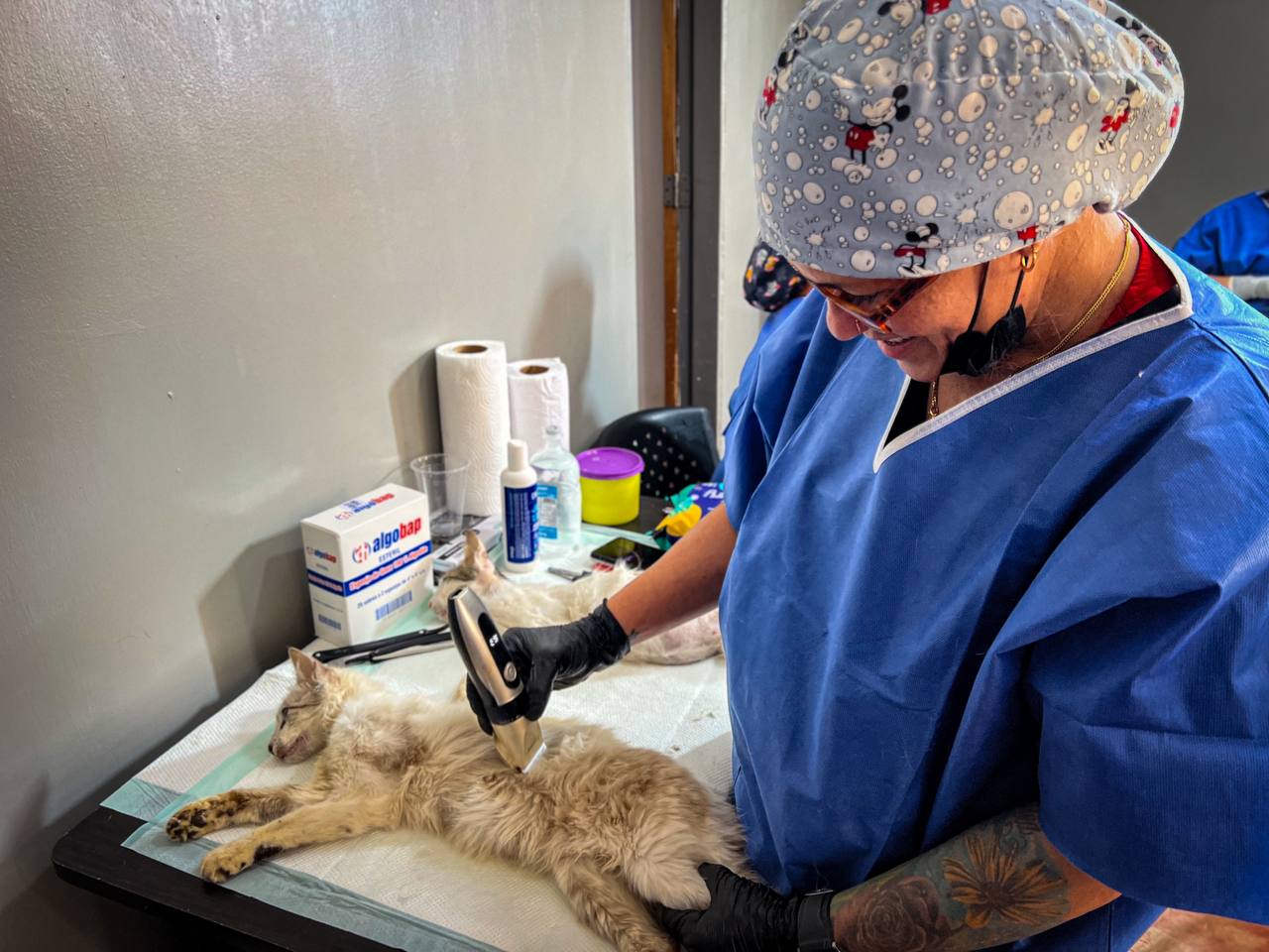Alcaldía de San Francisco realiza jornada de esterilización felina
