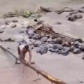 Hombre arriesgó su vida para salvar a un perro atrapado en medio de un río en Colombia