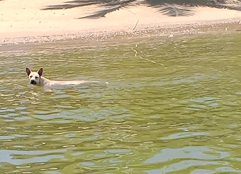 Al ritmo de la guaracha los perros se bañan felices en las refrescantes playas de San Bernardo