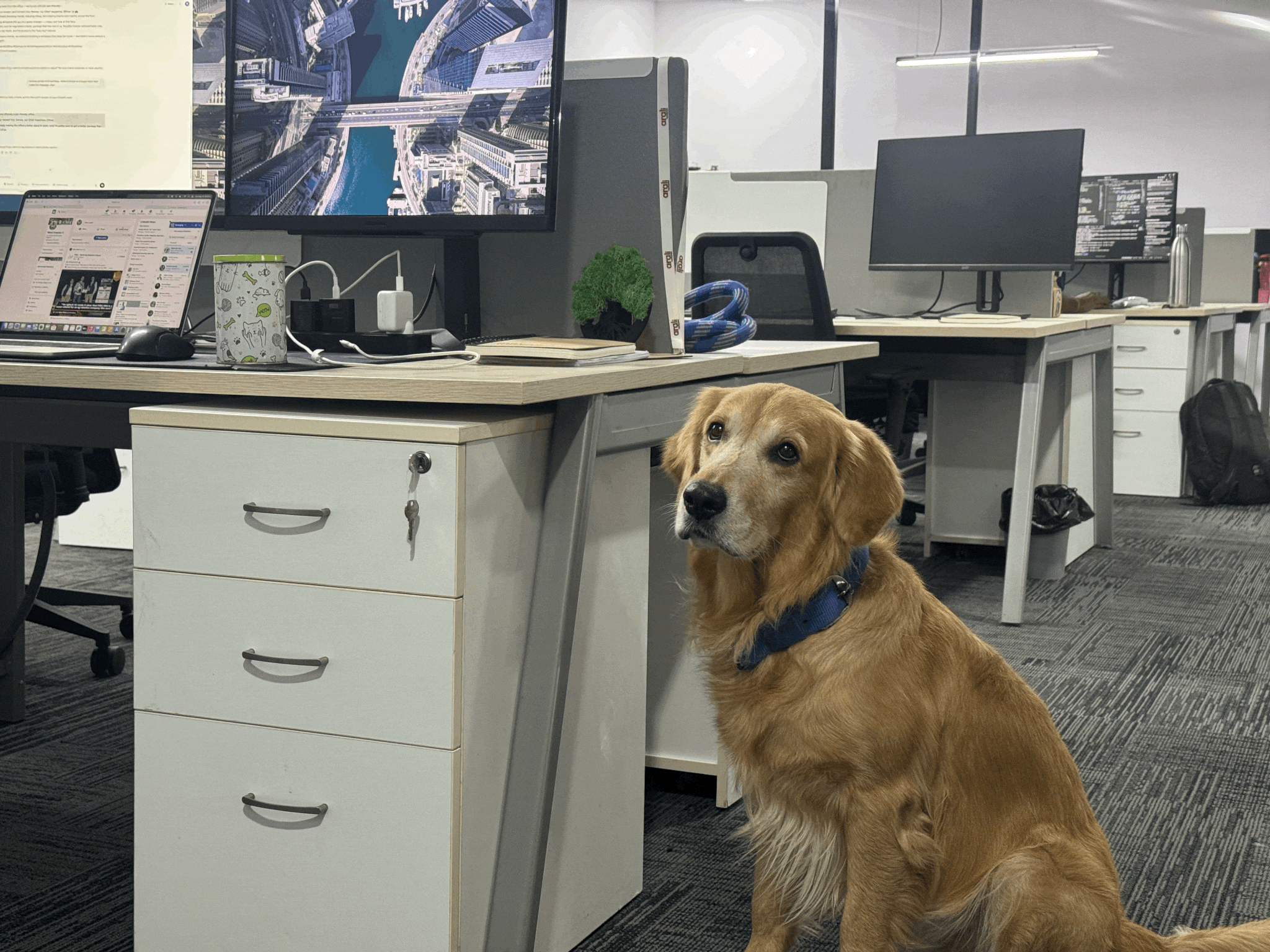 Innovación en RRHH: Empresa busca mejorar el ambiente laboral con un golden retriever como 