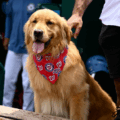 Bruce, el perro 