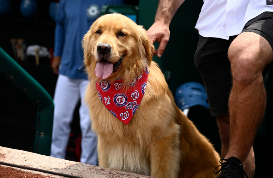 Bruce, el perro 