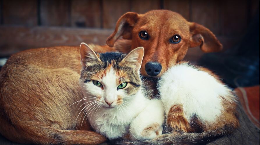 los beneficios de tener gatos y perros según último estudio