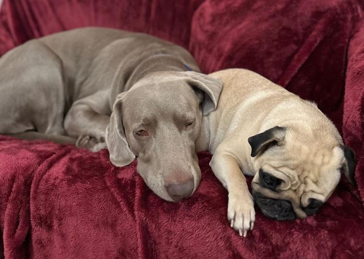 El amor al peludo se mide en cuidados veterinarios y spa