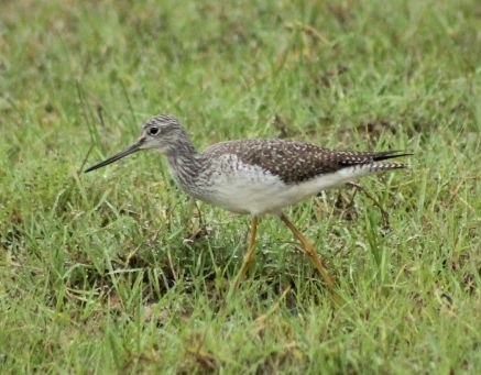 Nuevas especies de aves impulsan el aviturismo en Trujillo