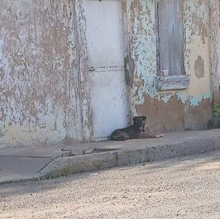Denuncian presunto maltrato contra un perrito en Lomas del Valle 2
