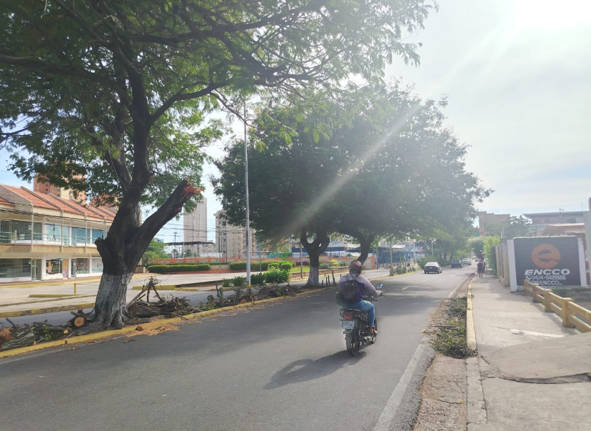 Removieron el árbol caído en la avenida Universidad