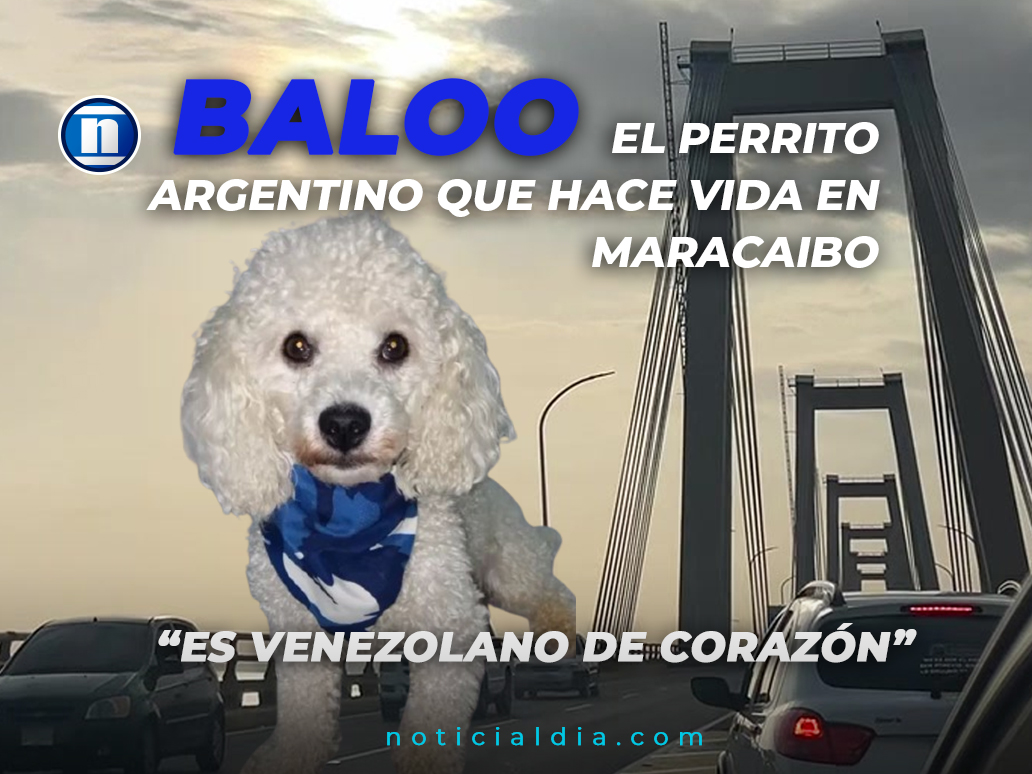 "Es venezolano de corazón": Baloo, el perrito argentino que hace vida en Maracaibo