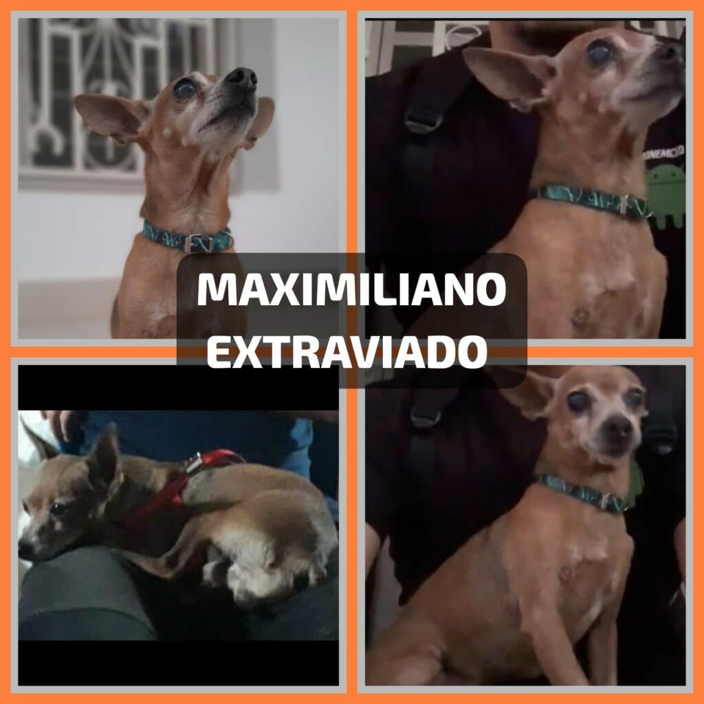 El viejito Max está perdido, su familia pide ayuda para localizarlo