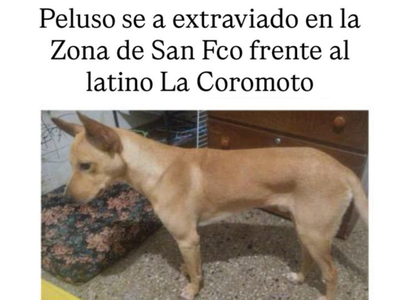 Se extravió ‘Peluso’ en La Coromoto
