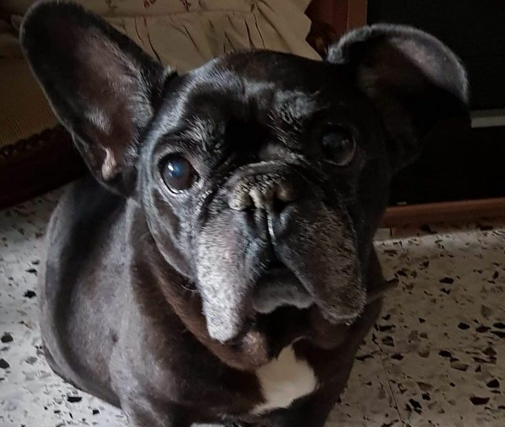 Piden ayuda para localizar a Lula, perrita extraviada en la Vereda del Lago