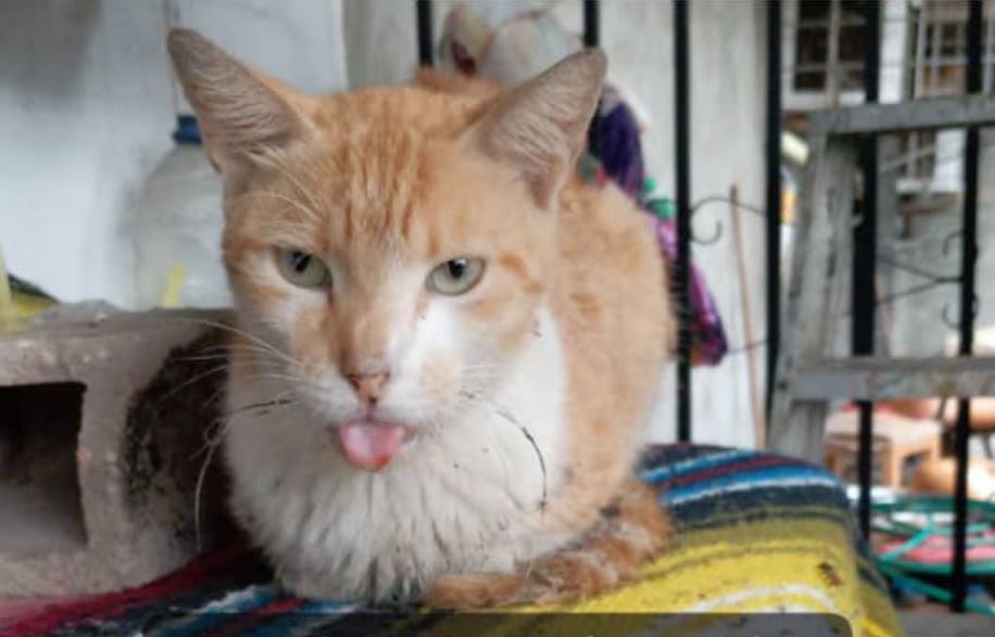 El gatito Katirrusio necesita de ayuda urgente para cirugía bucal por gingivoestomatitis