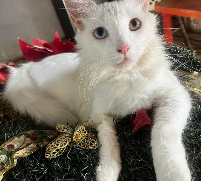 ¡Necesitamos de tu ayuda para que el gatico Baby regrese a casa!
