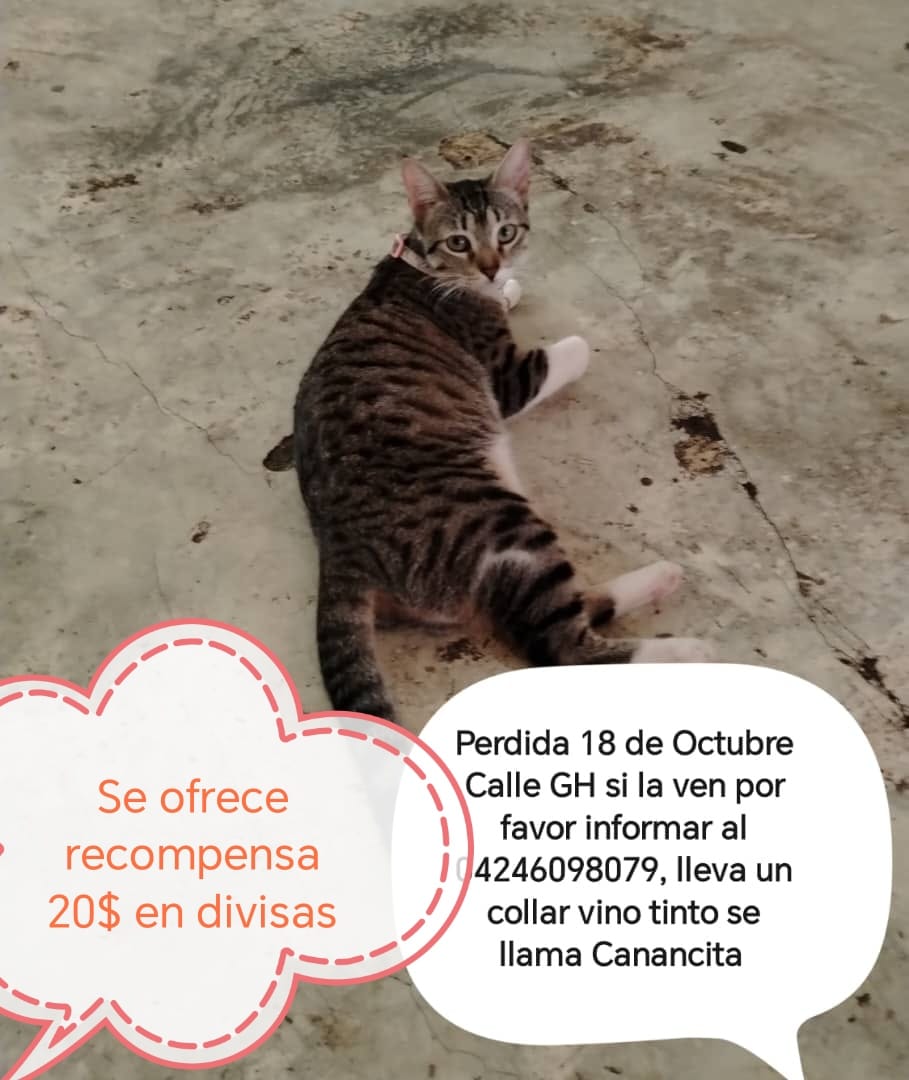 Buscan a “Canancita”, la gata extraviada en 18 de octubre: Ofrecen recompensa