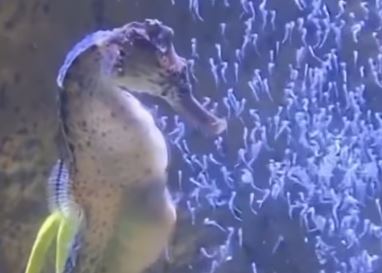 Hito científico: Registran por primera vez el nacimiento de caballitos de mar en un acuario