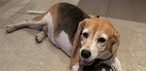 Urgente Se busca a Melanie, una perrita beagle enferma