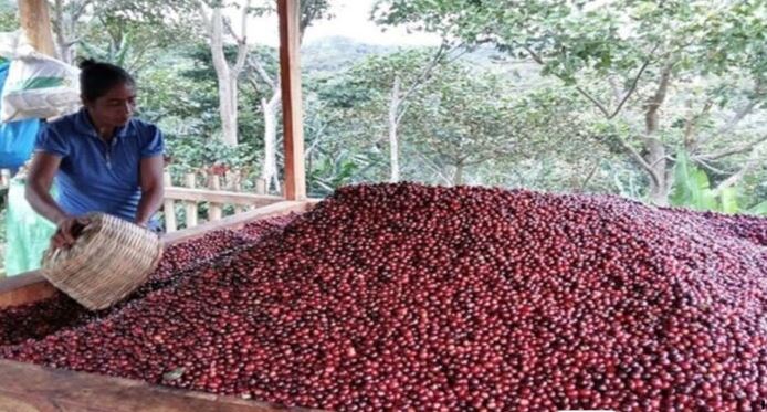 Trujillo se prepara para realizar exportaciones de café hacia Europa del este