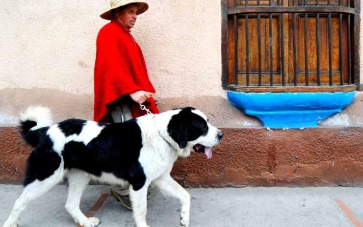 En el mundo hay 349 razas de perros ¿Sabes qué es la cinologia?. Foto de El correo de Caroní
