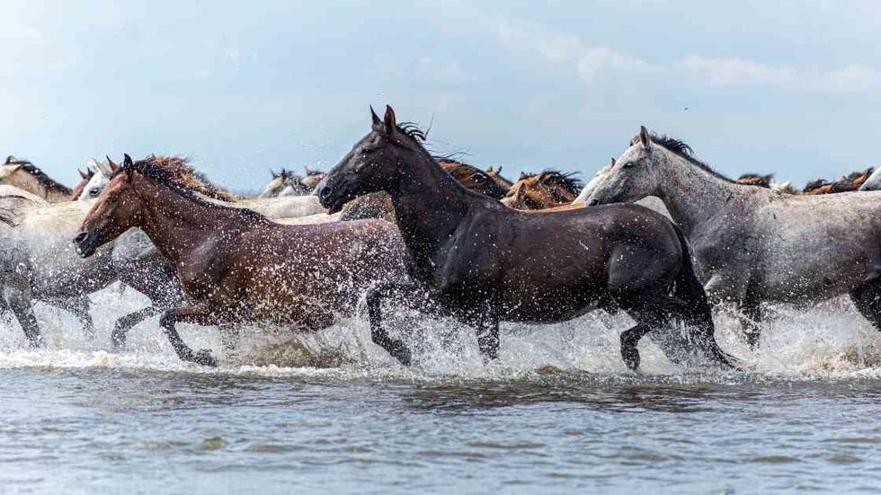¿Cuándo llegaron los caballos a la Amèrica?