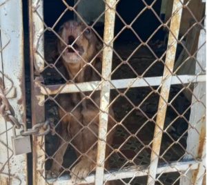 Denuncian caso de desnutrición severa y abandono de un canino en la calle 79 de Maracaibo