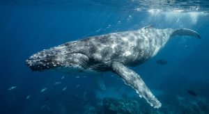 El secreto evolutivo detrás del gigante: ¿Cómo alcanzó la  su tamaño récord?