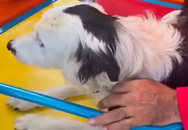 Tsunami: El perro rescatista que salvó a una docena de personas se encuentra bajo cuidados veterinarios