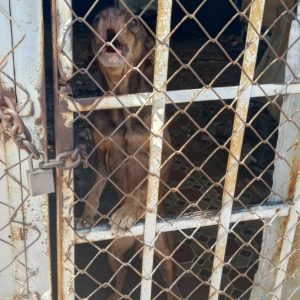 Denuncian caso de desnutrición severa y abandono de un canino en la calle 79 de Maracaibo