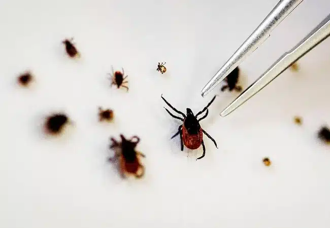 Preocupación por la proliferación de garrapatas en España