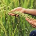 Peligra producción de arroz por fallas eléctricas que afectan las áreas de cultivo del país