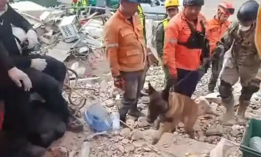 Así fue como el perro rescatista Bart encontró a dos menores con vida bajo escombros en la Guaira