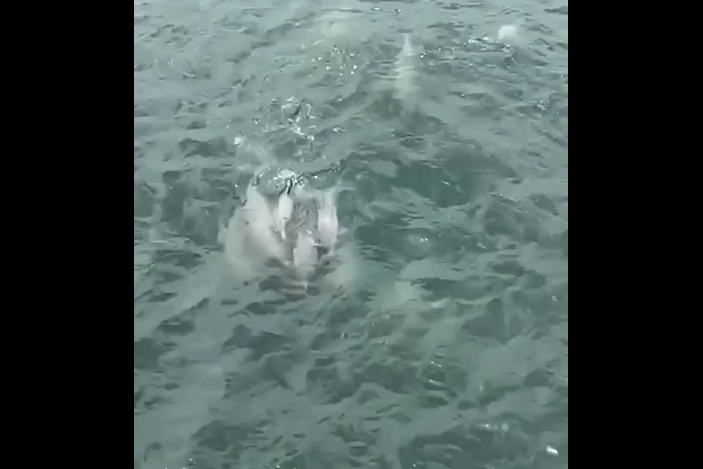 ¡Nuestro estuario late con fuerza!: Se viraliza emotivo avistamiento de hermosas toninas en el Lago de Maracaibo