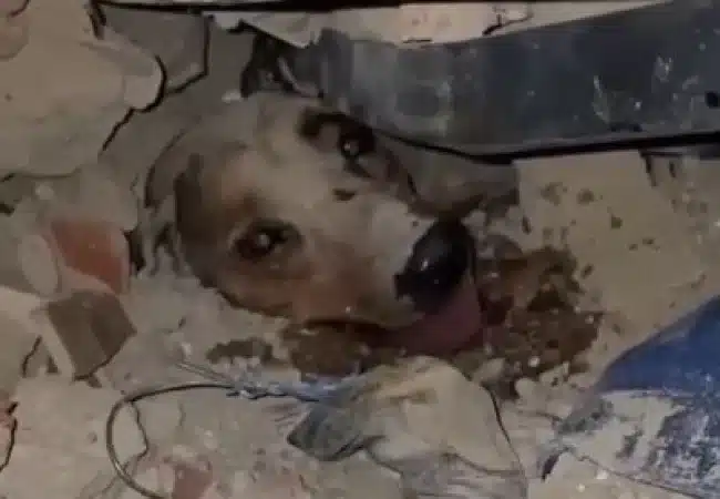 La conmovedora hidratación y rescate de un canino tras el colapso de una vivienda en Venezuela