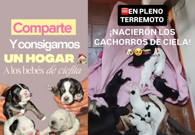 Nacer en la tragedia: La milagrosa historia de Ciela, la perrita que dio a luz en el terremoto de La Guaira y viajó 4 estados para salvar a sus cachorros