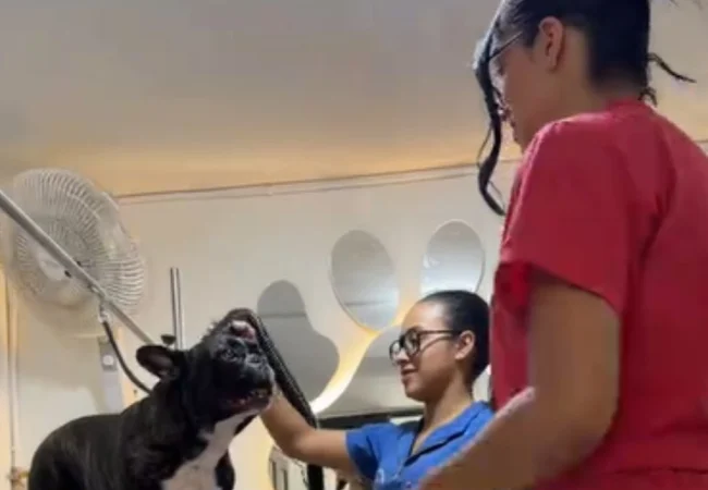 Cuidado con ritmo: el efectivo tips de un spa colombiano para la hora del secado a sus perritos