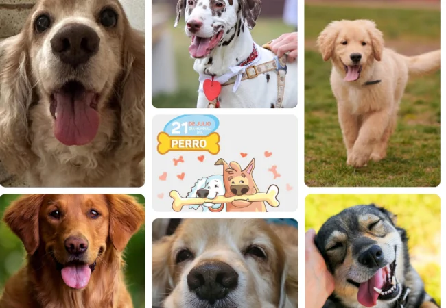 21 de julio: El mundo celebra el Día Mundial del Perro
