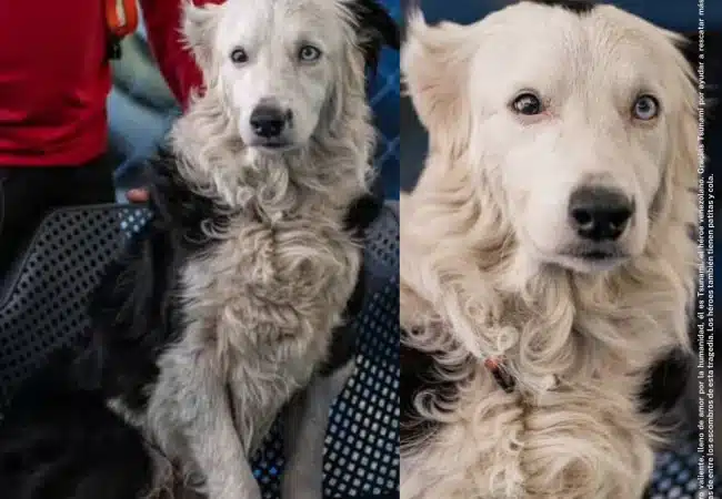 ¿El "olor a vida"?: El enigma químico que permite a perros como Tsunami hallar sobrevivientes donde nadie más puede 