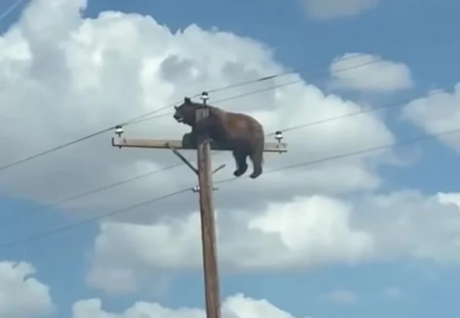 Oso quedó atrapado en un poste eléctrico: Murió antes de poder bajar