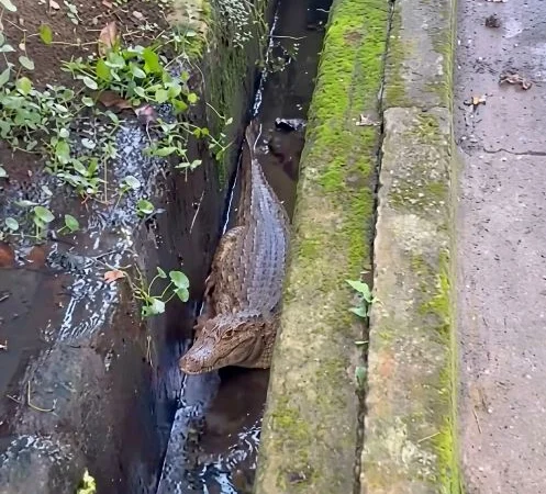 Reportaron el avistamiento de un caimán en las calles de La Lagunita, El Hatillo