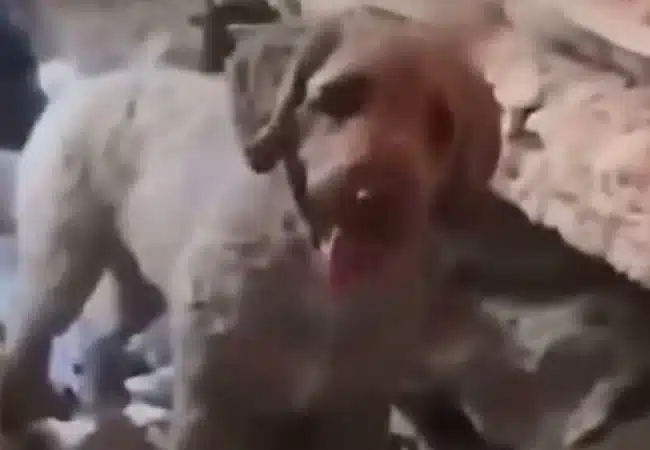 La valiente perrita "Dora" ayudó a sacar a sus dueños de los escombros