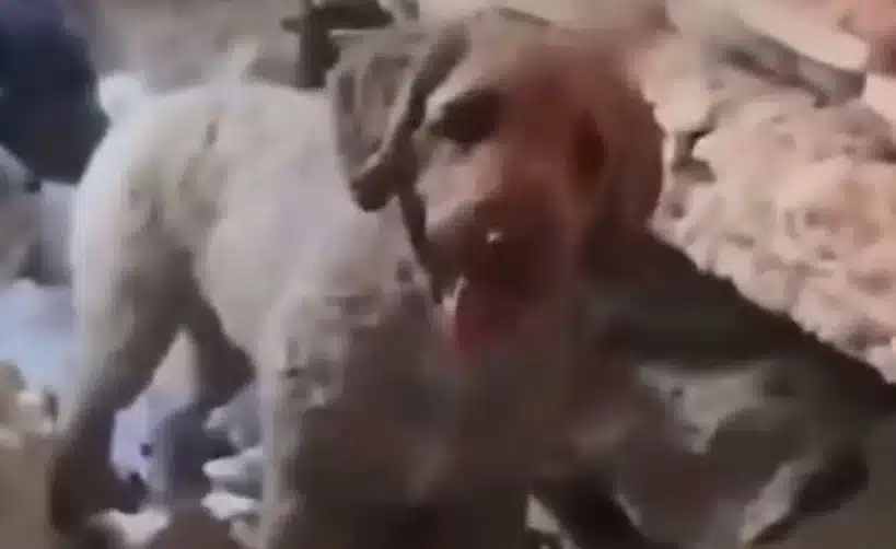 Una valiente perrita "Dora" ayudó a sacar a sus dueños de los escombros