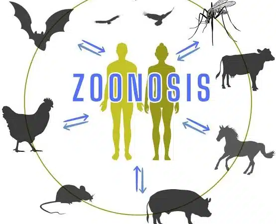 Efemérides del 6 de julio: Día Mundial contra las Zoonosis