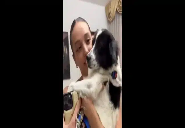 Luz en la tormenta: Perrito que perdió a su familia en los terremotos de La Guaira encuentra un nuevo hogar